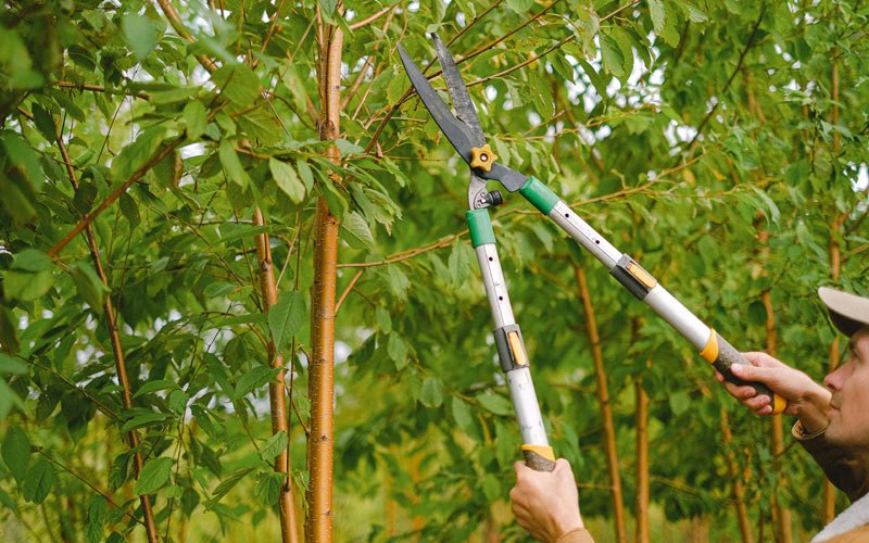 Tree trimming in Montezuma, IN